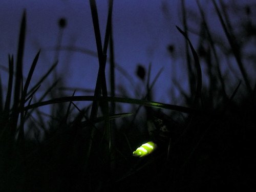 Glow worm