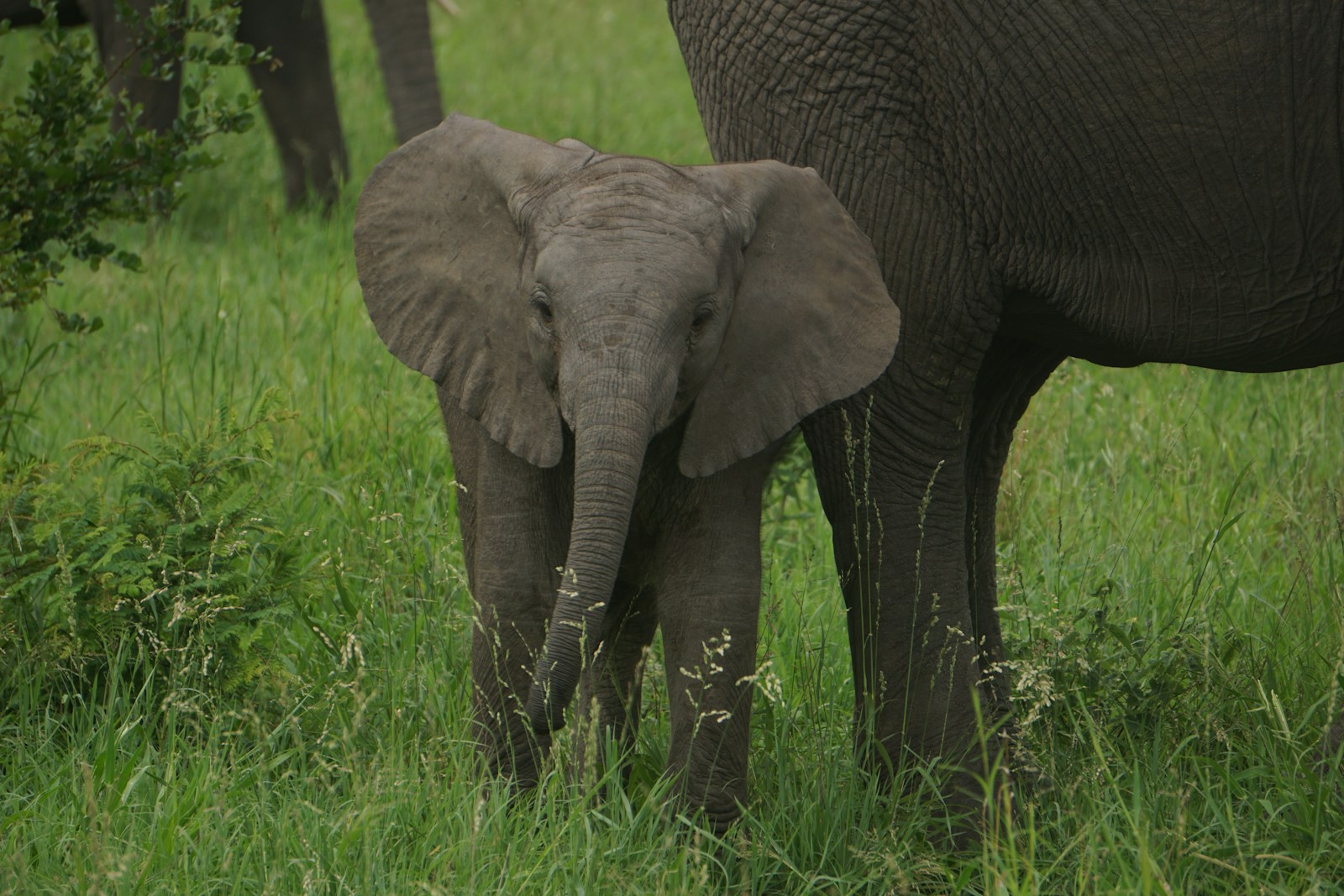 Why Elephants Think We’re Cute (According to Science)