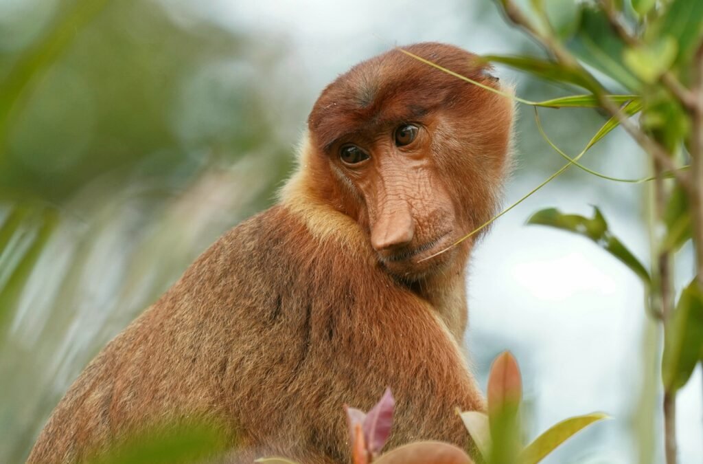 Close up of a proboscis monkey on a tree.