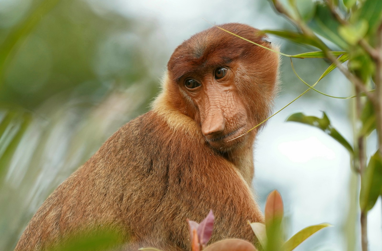 Proboscis Monkeys: Evolution’s Bizarre Nose Experiment and the River Life That Sustains It
