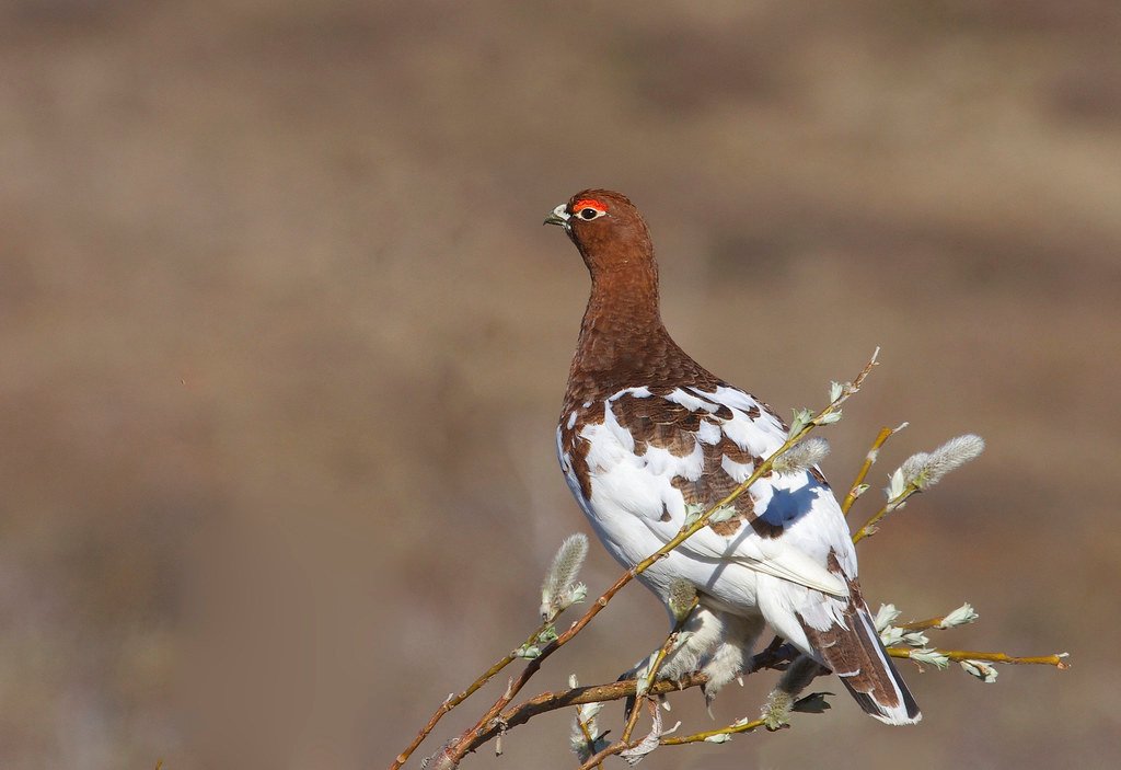 Willow Ptarmigan (Lagopus lagopus).