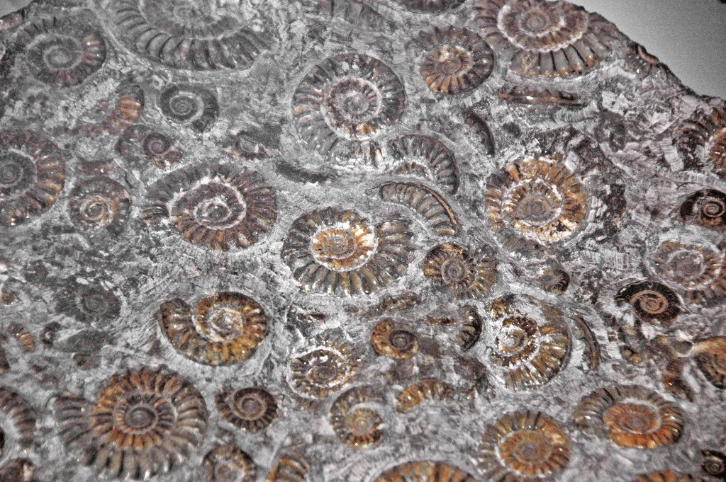 Coiled ammonites.