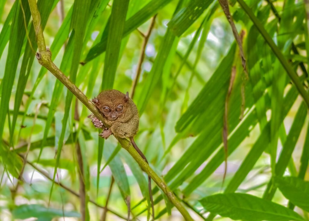brown tarsier perched on branch