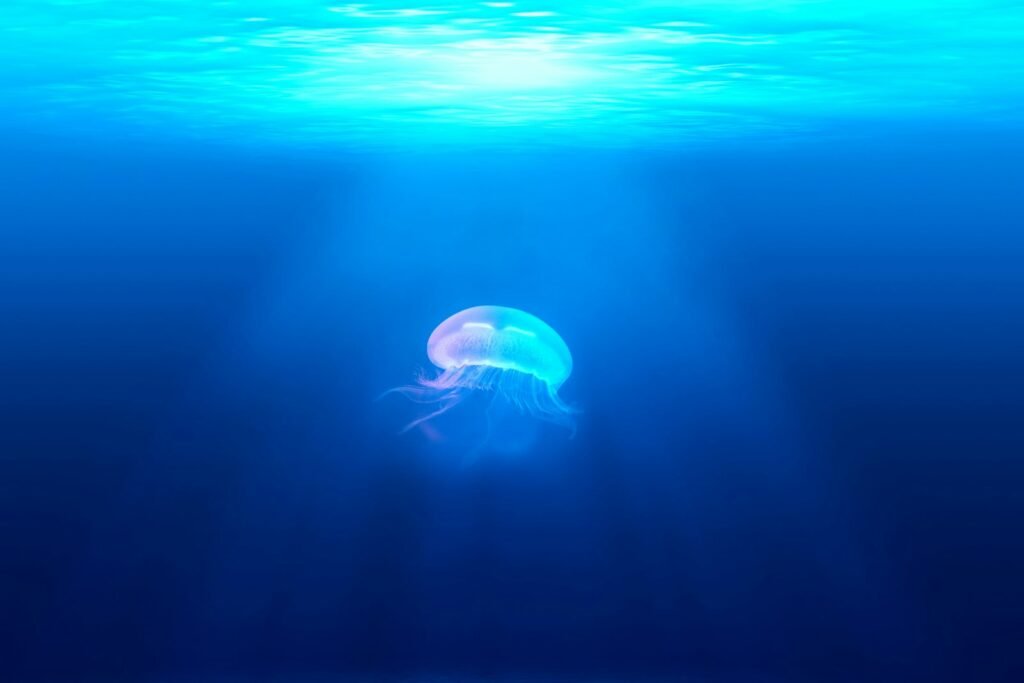 Jellyfish in water.