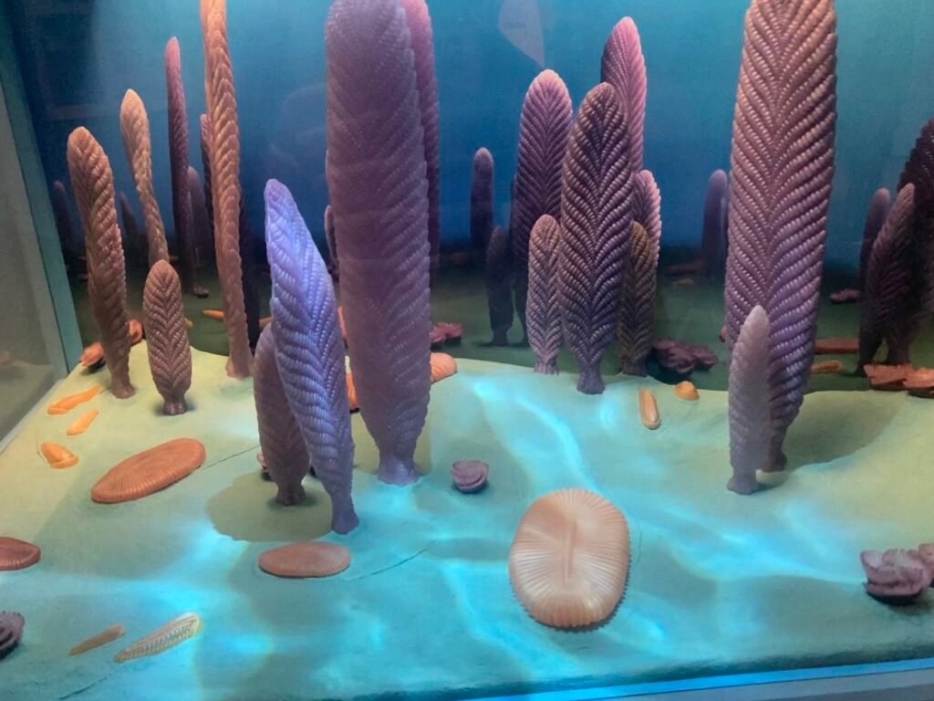 Diorama of the Ediacaran biota at the Field Museum in Chicago. 