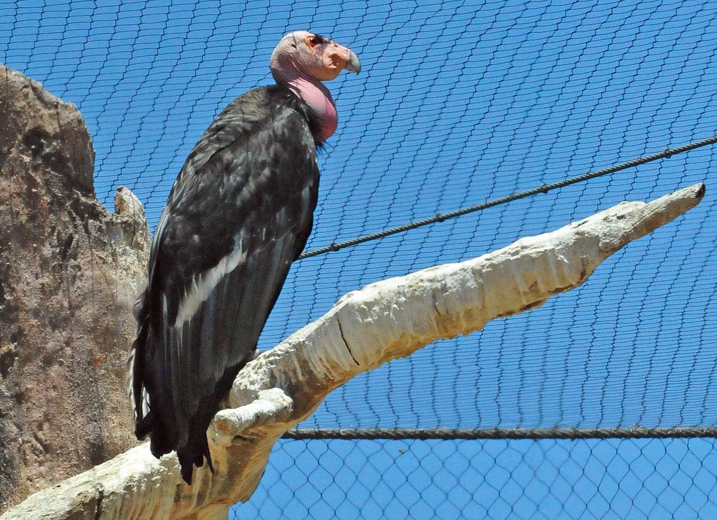 California Condor (Gymnogyps californianus).