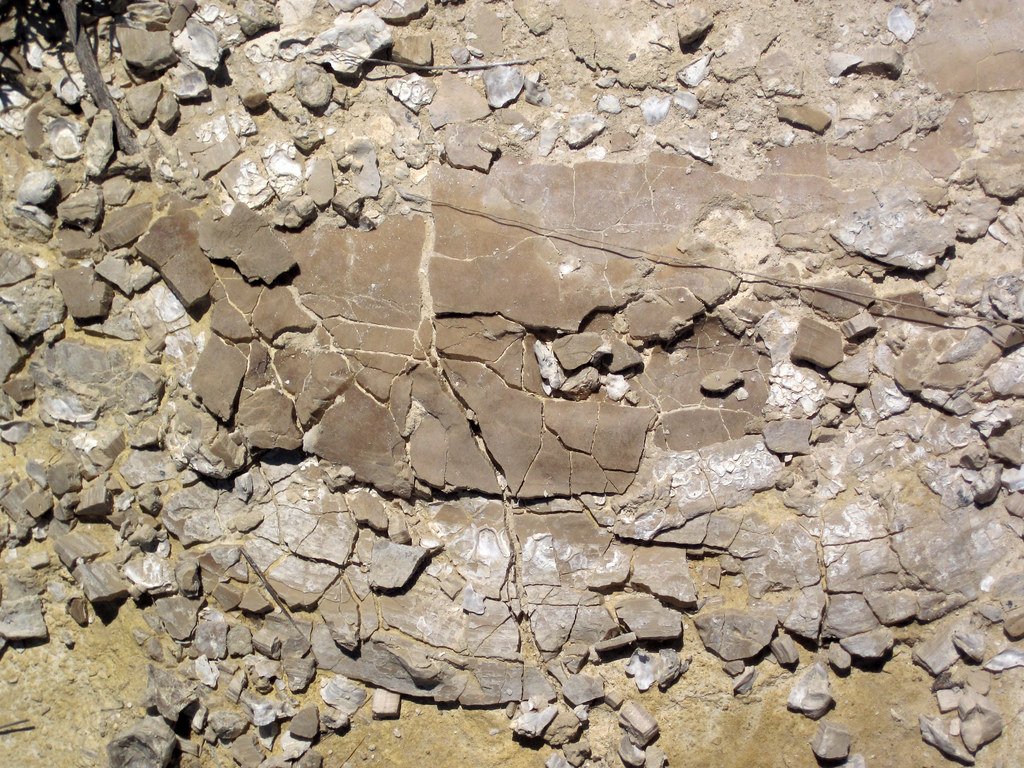 Clam fossil.