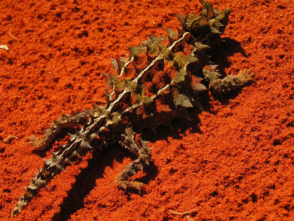 Thorny Devil on red sand.