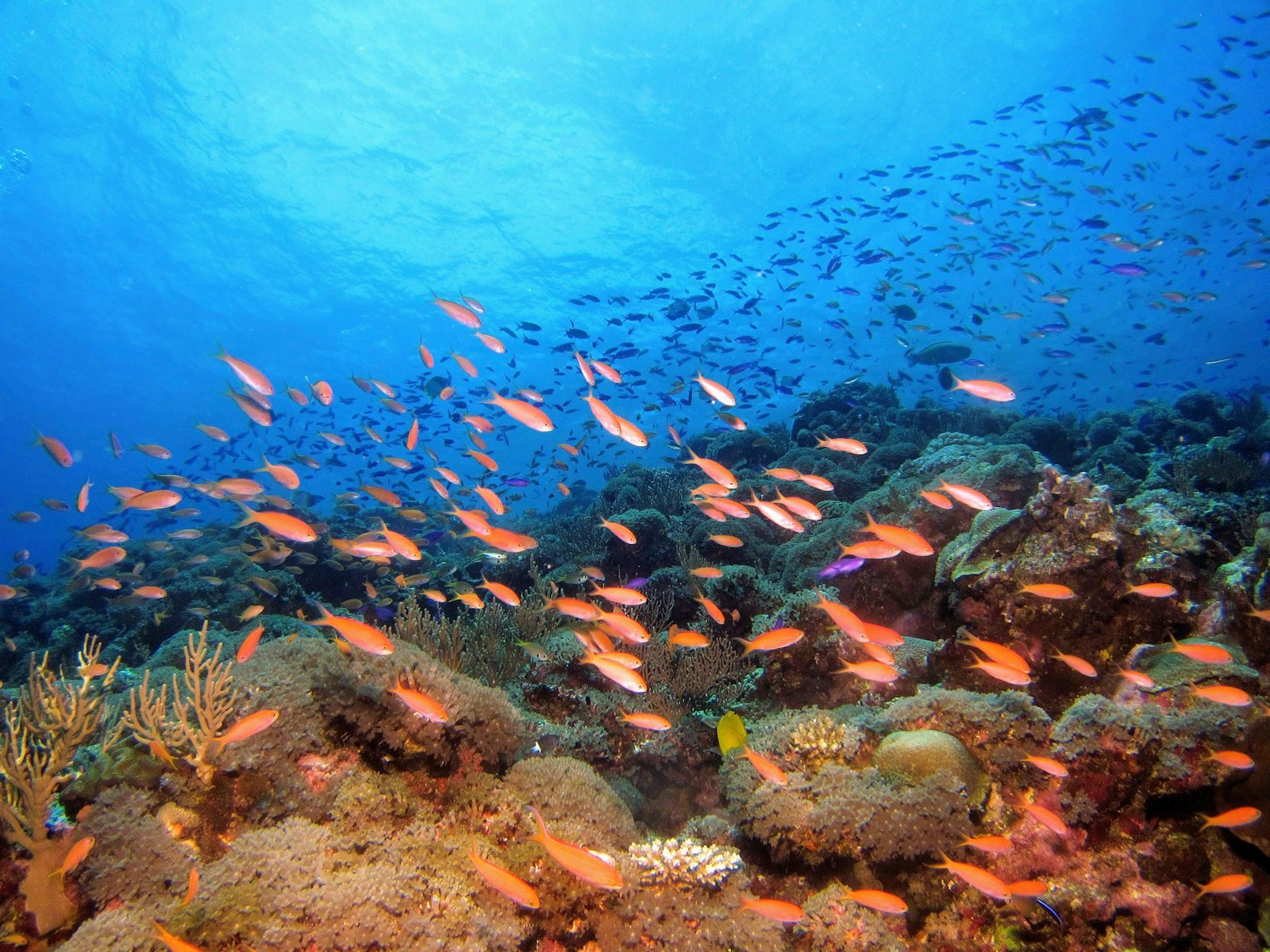 Fish Are a Lie: How Evolution Erased One of Our Favorite Animal Categories