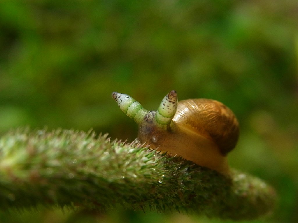 Infected snail.