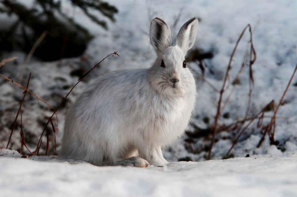 Snowshoe Hare.