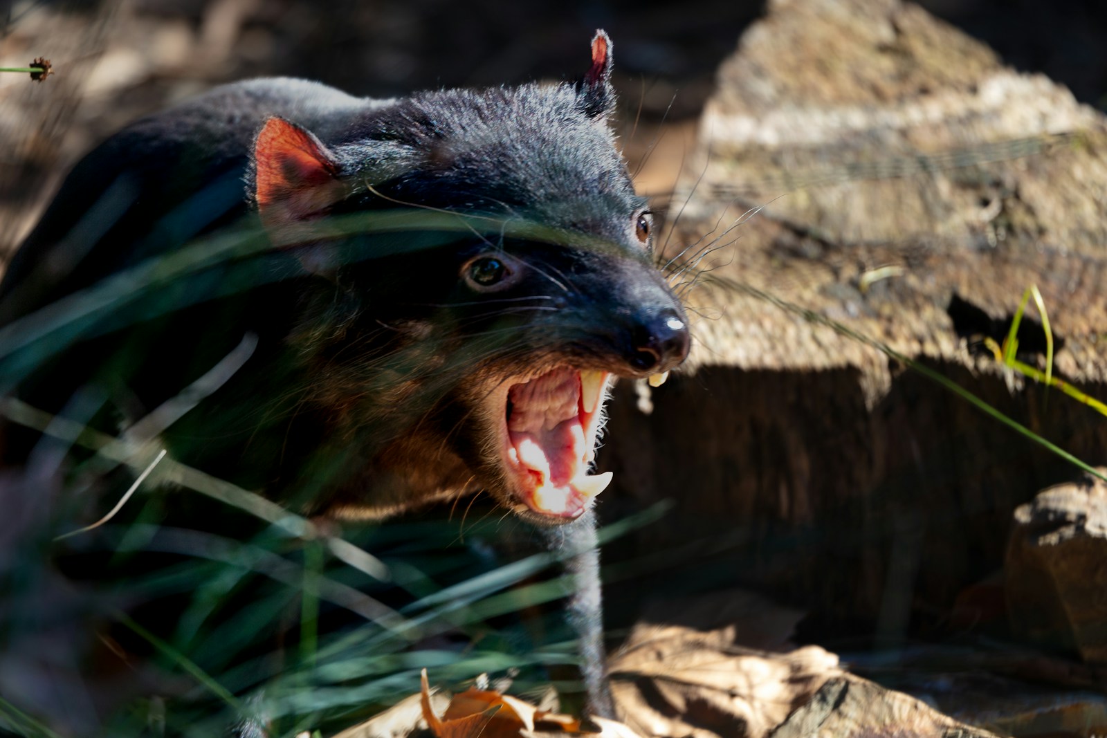 Why Tasmanian Devils Yell Like Gremlins and Eat Literally Everything