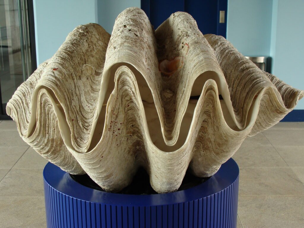 Tridacna gigas.