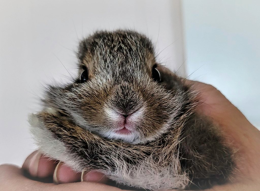 Newborn bunny.