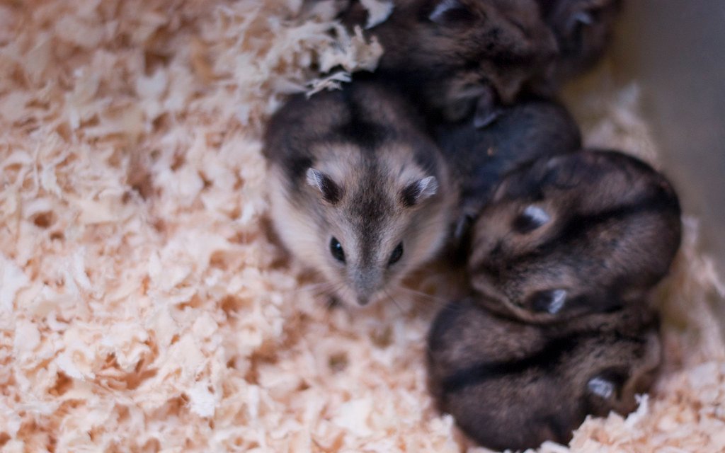 Hamster babies.