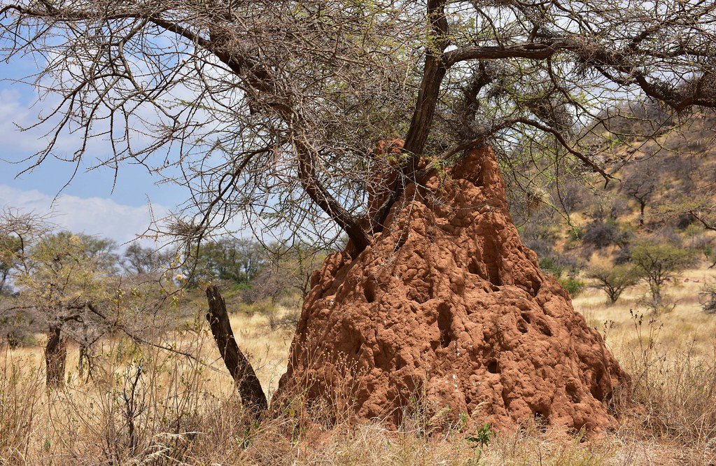 Termite mounds
