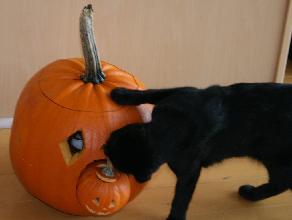 Cat Curiosity