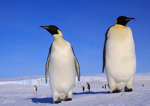 Giant Penguins