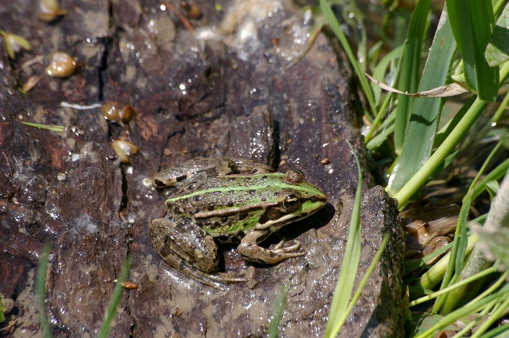 Frog on a rock.