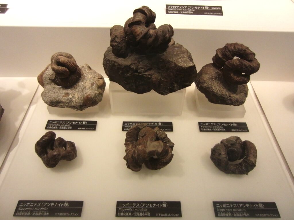 Fossils of Nipponites (Nipponites mirabilis), Ammonites. Exhibit in the National Museum of Nature and Science, Tokyo, Japan.