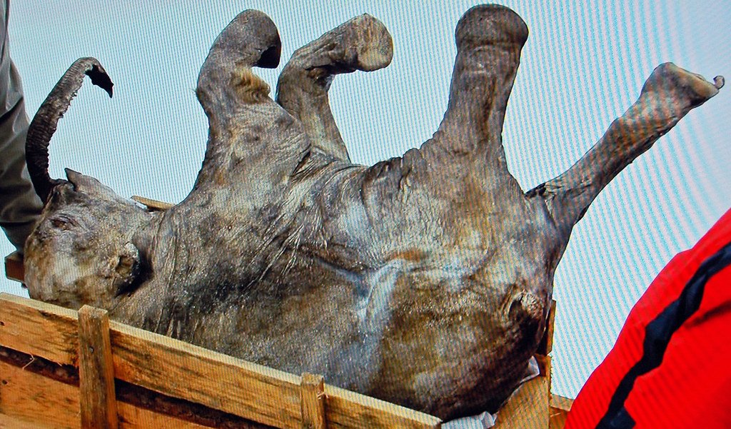 Mammuthus primigenius