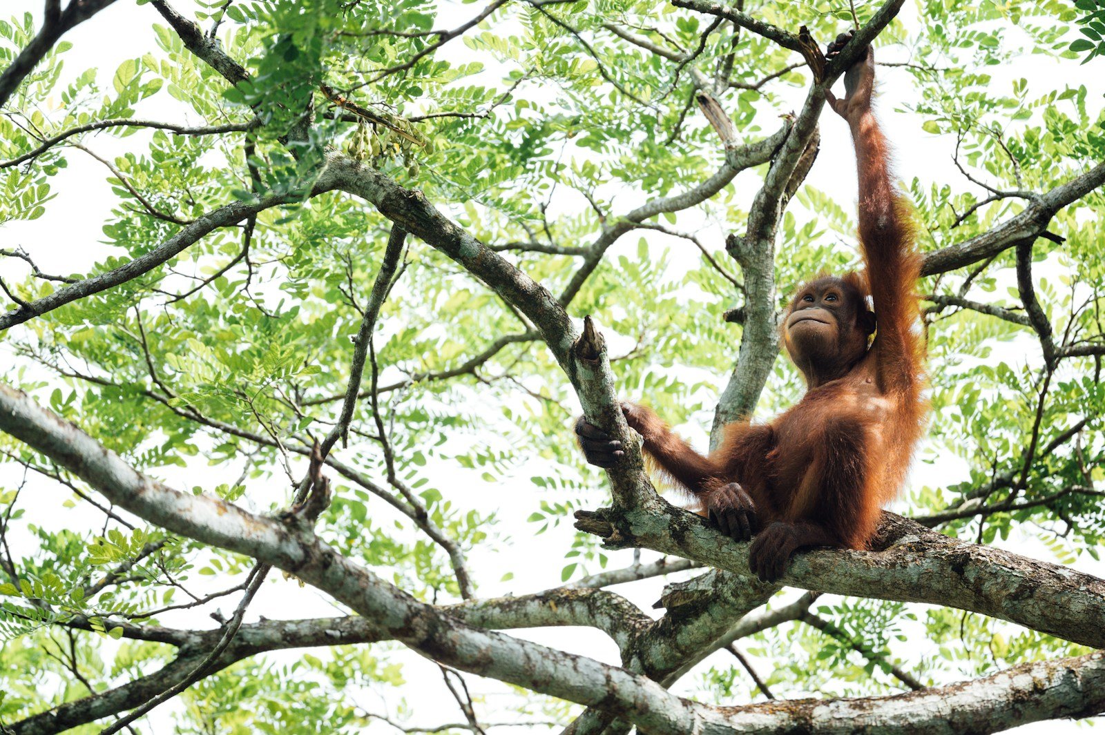 Talking Like Us? Orangutans Found to Use Recursive Communication Structures