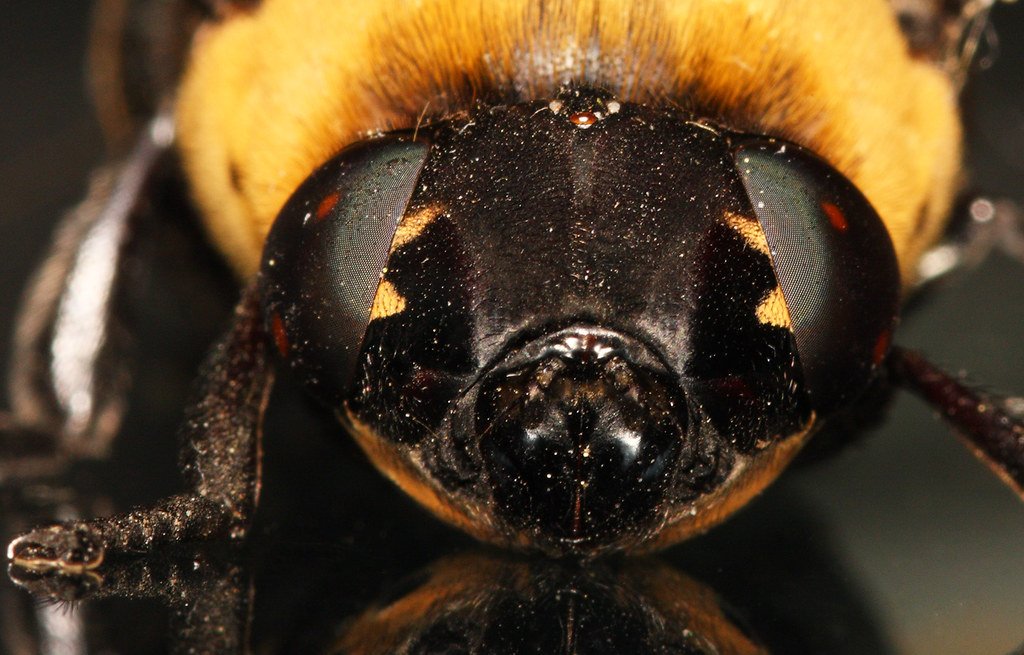 Macro shot of a botfly.