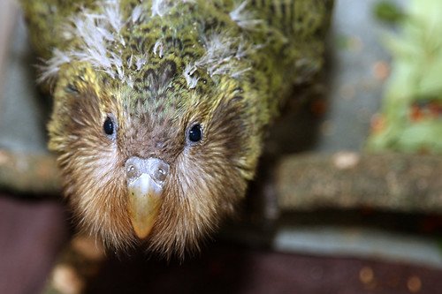 kakapo chick