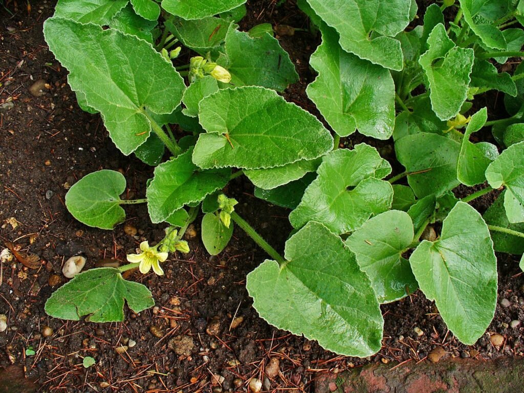 Ecballium elaterium.