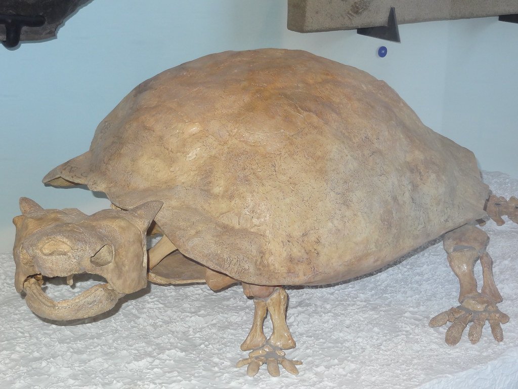 Ancient turtle.