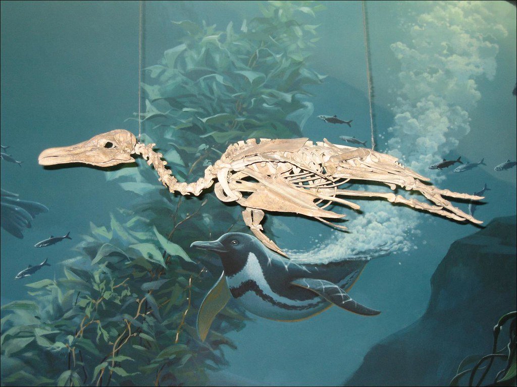 Penguin Fossil at National Museum of Natural History.