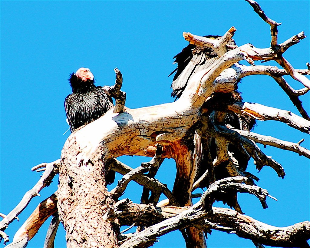 California Condors, the largest and rarest flying bird.