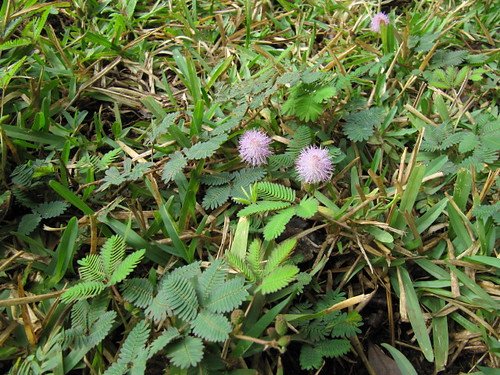 The Plant That Plays Dead When Touched — Drama Queen or Survival Genius?