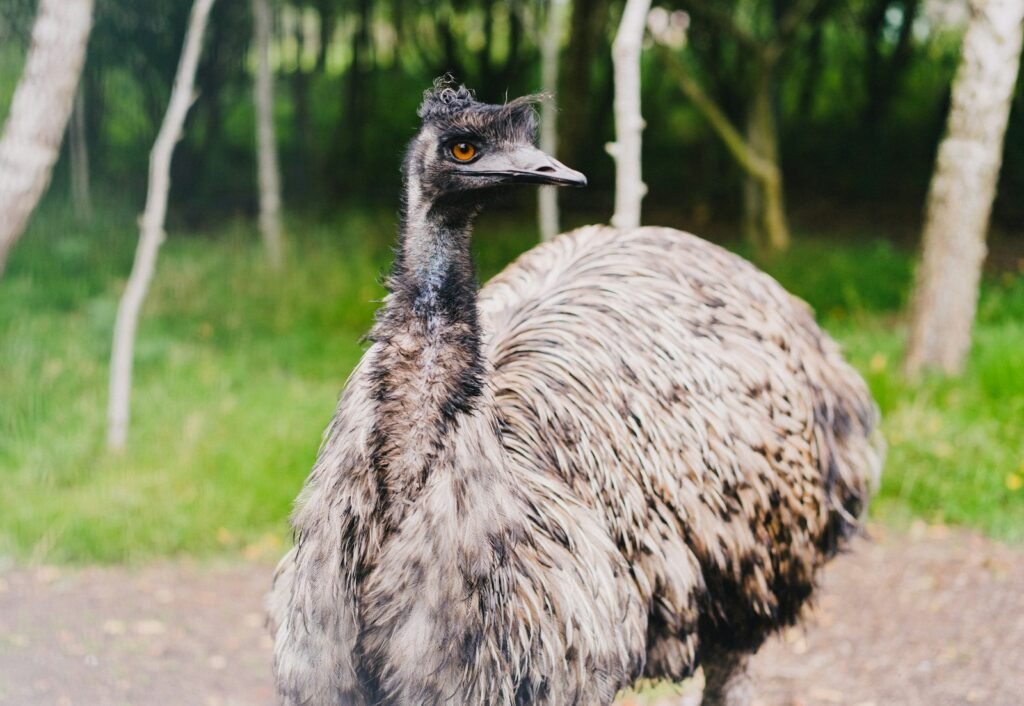 Emu on a grass field during daytime.