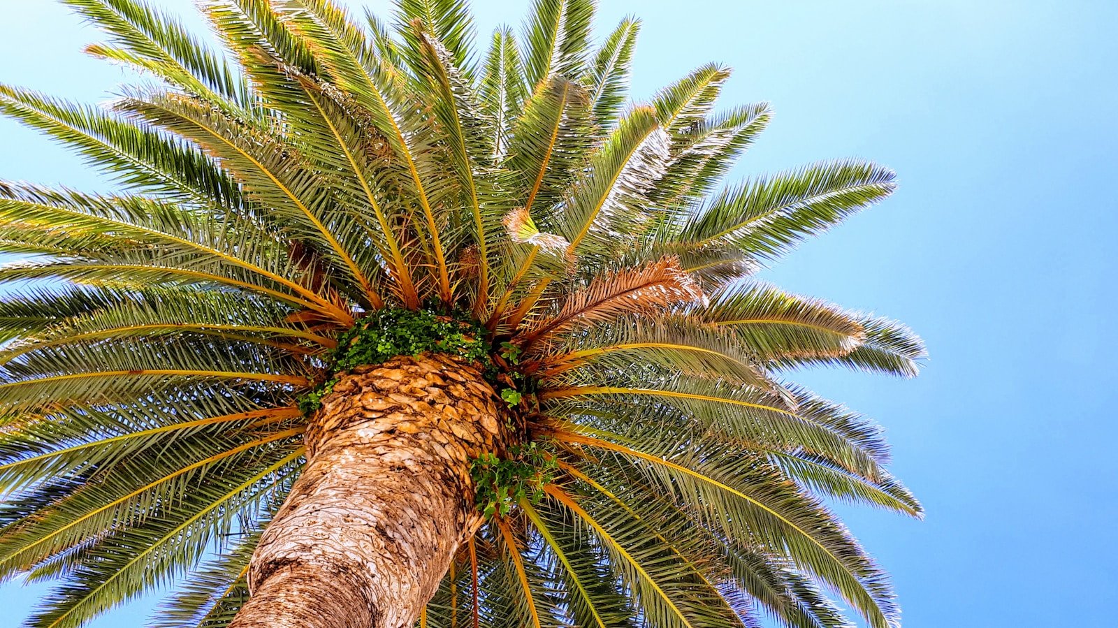What Is Palm Oil Used For — And Why It’s Fueling Destruction in the Amazon?