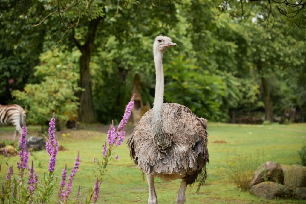 An ostrich and a zebra in a grassy area