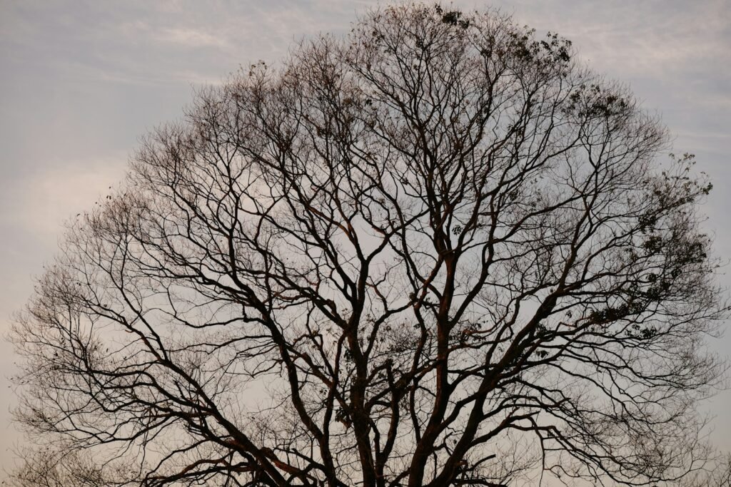 a bare tree with no leaves on it
