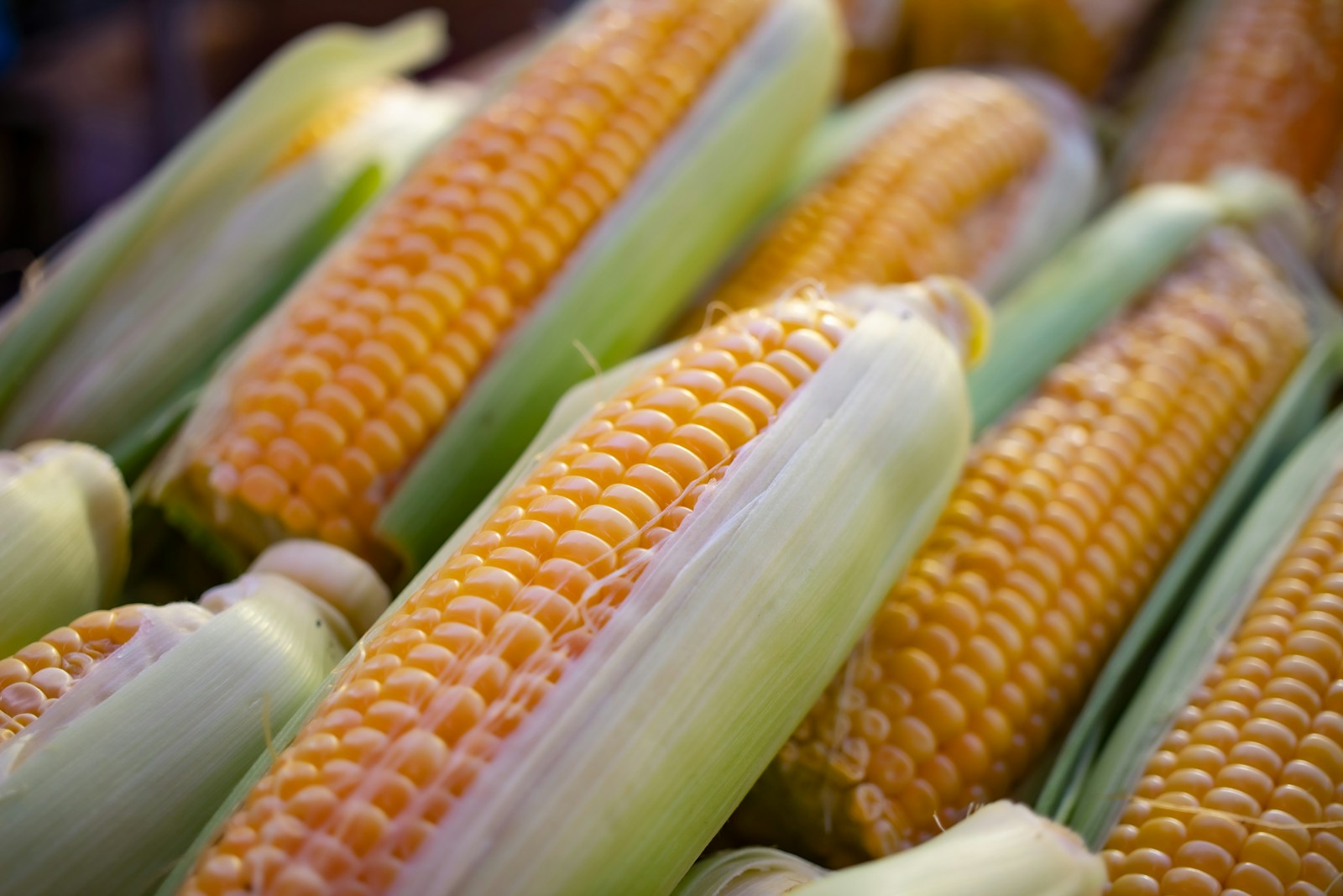 Maize and Mayan Science: Agricultural Genius to Celebrate This Cinco de Mayo