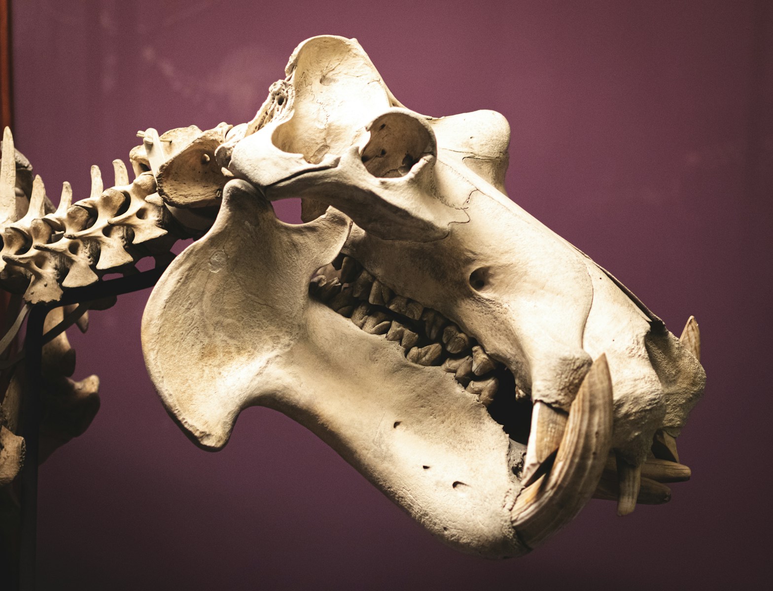 The Fossils of American Samoa: What These Islands Reveal About Prehistoric Pacific Life