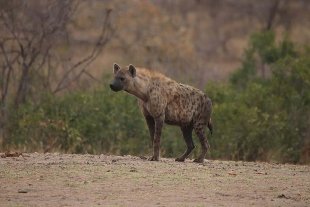 adult hyena on dirt ground