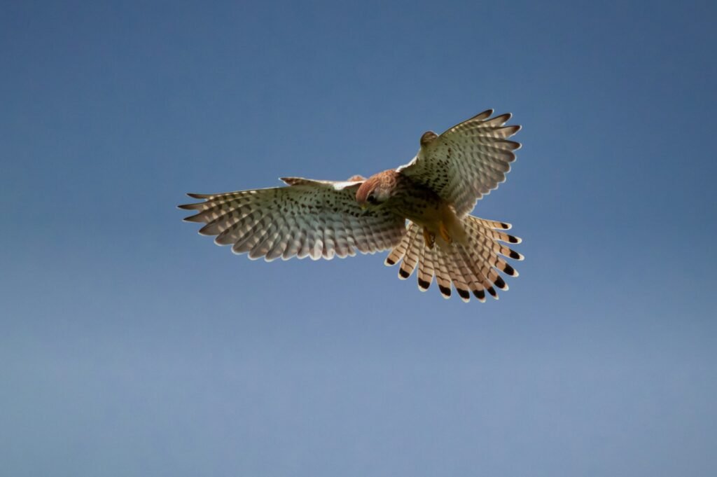 Peregrine falcon flying during daytime.