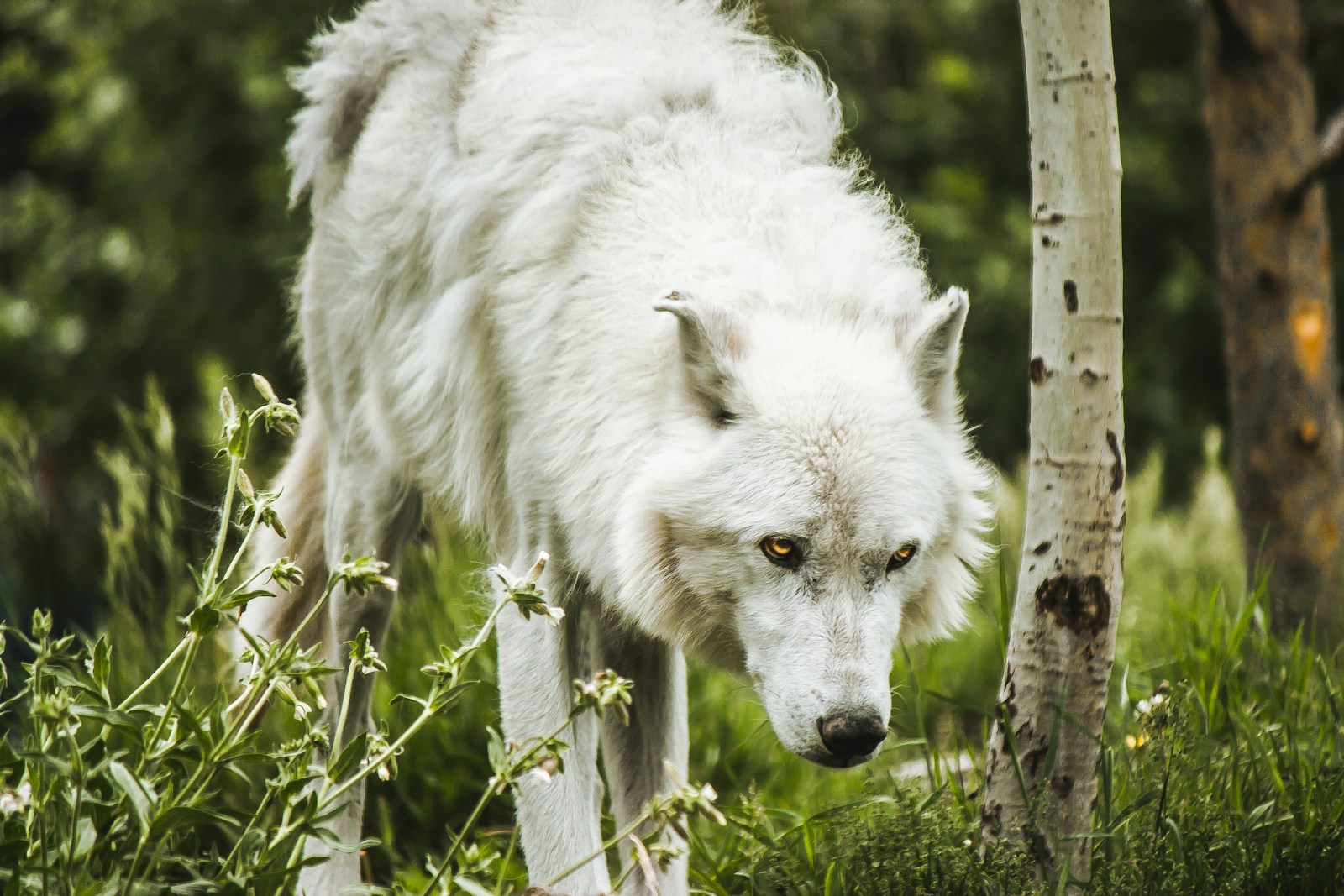 Can AI Talk Wolf? Inside Yellowstone’s High-Tech Wildlife Revolution