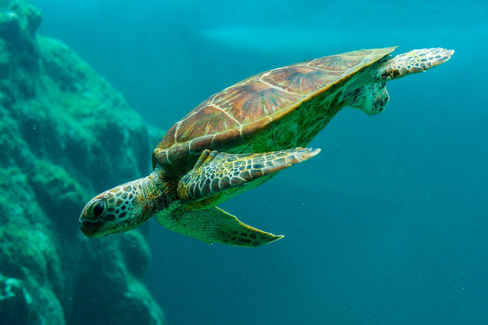 The Sea Turtle’s Impossible Migration: How Hatchlings Find Their Way Across Entire Oceans