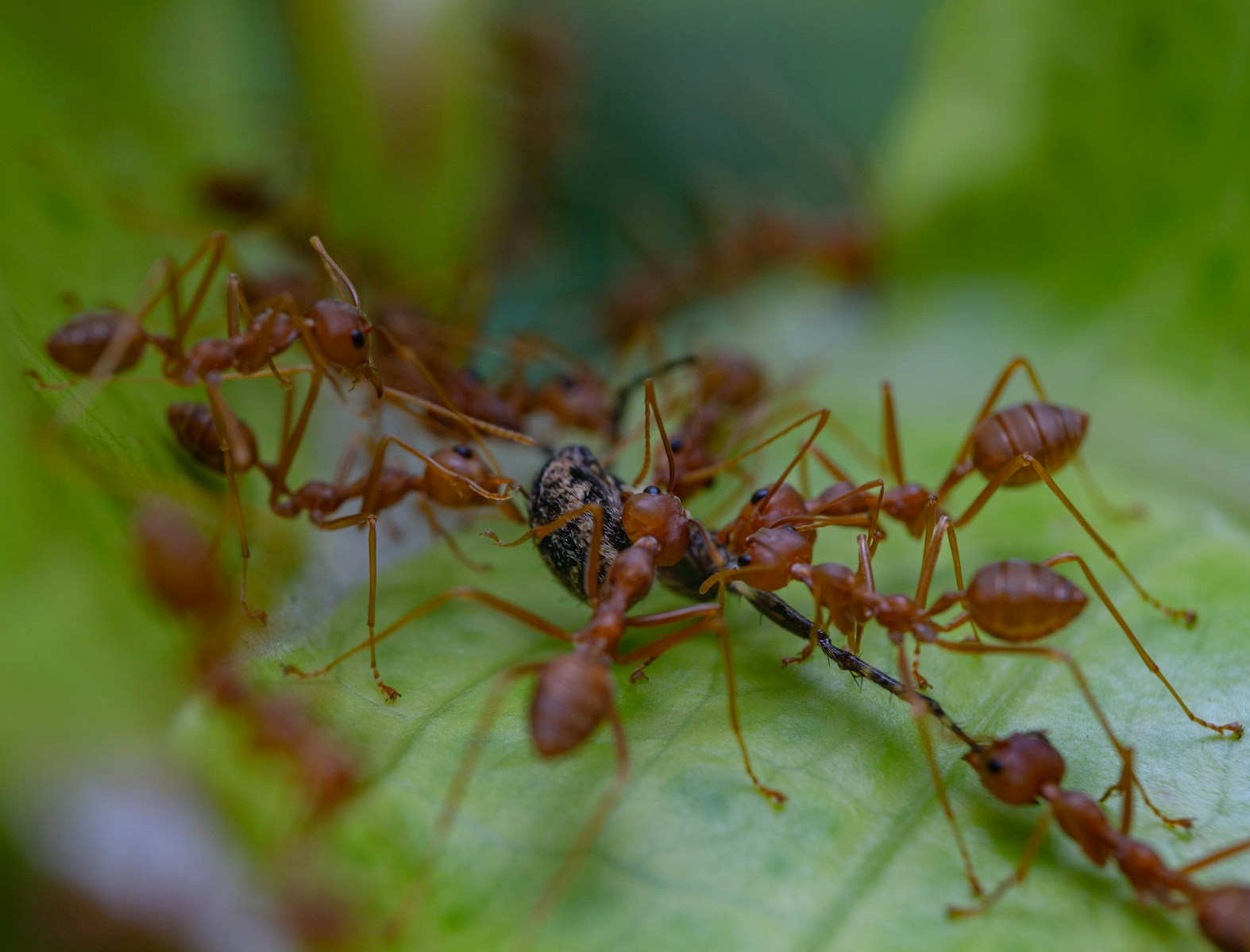 Australia’s Ants Are So Hardcore, They’ve Developed Their Own Martial Arts