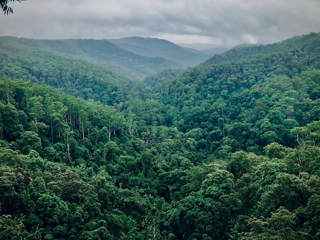 green trees on mountain during daytime