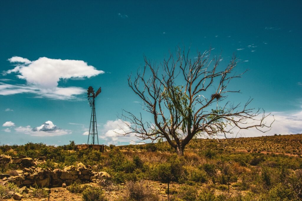 Lone tree in the middle of a desert.