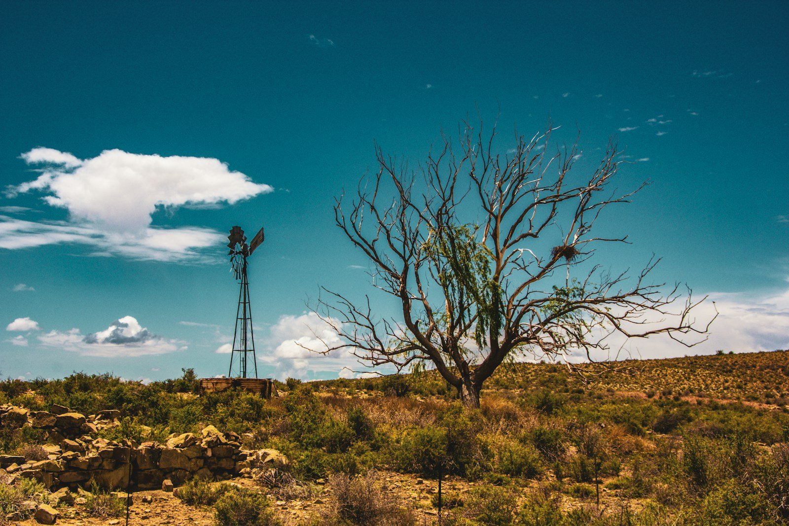 Why This Tree Screams When It’s Thirsty (Sort Of)