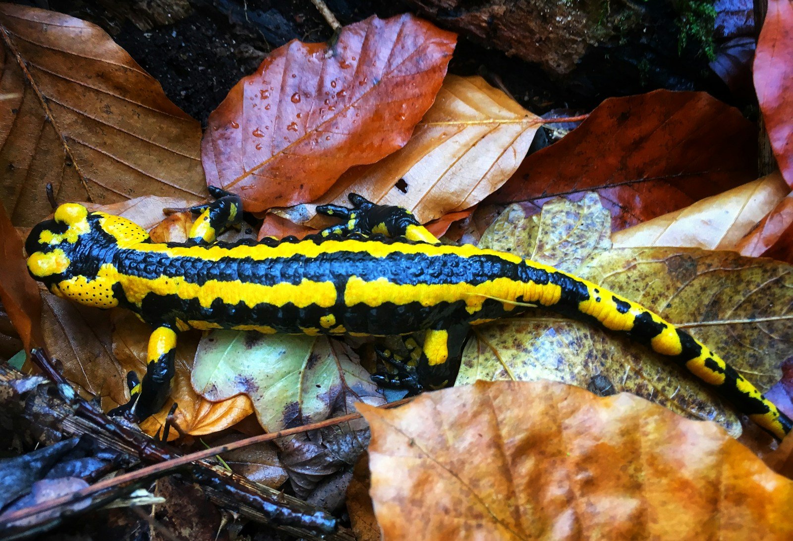 The Strange Genetics of Salamanders That Can Regrow Their Brains