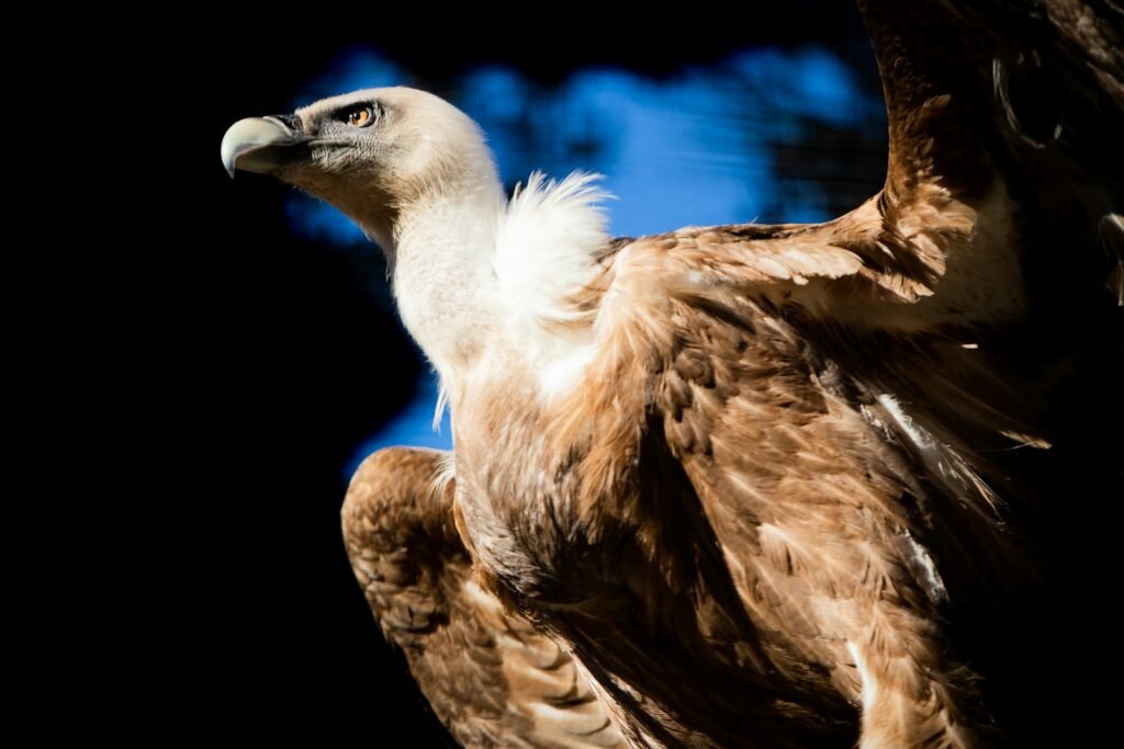 close-up photography of brown and white bird