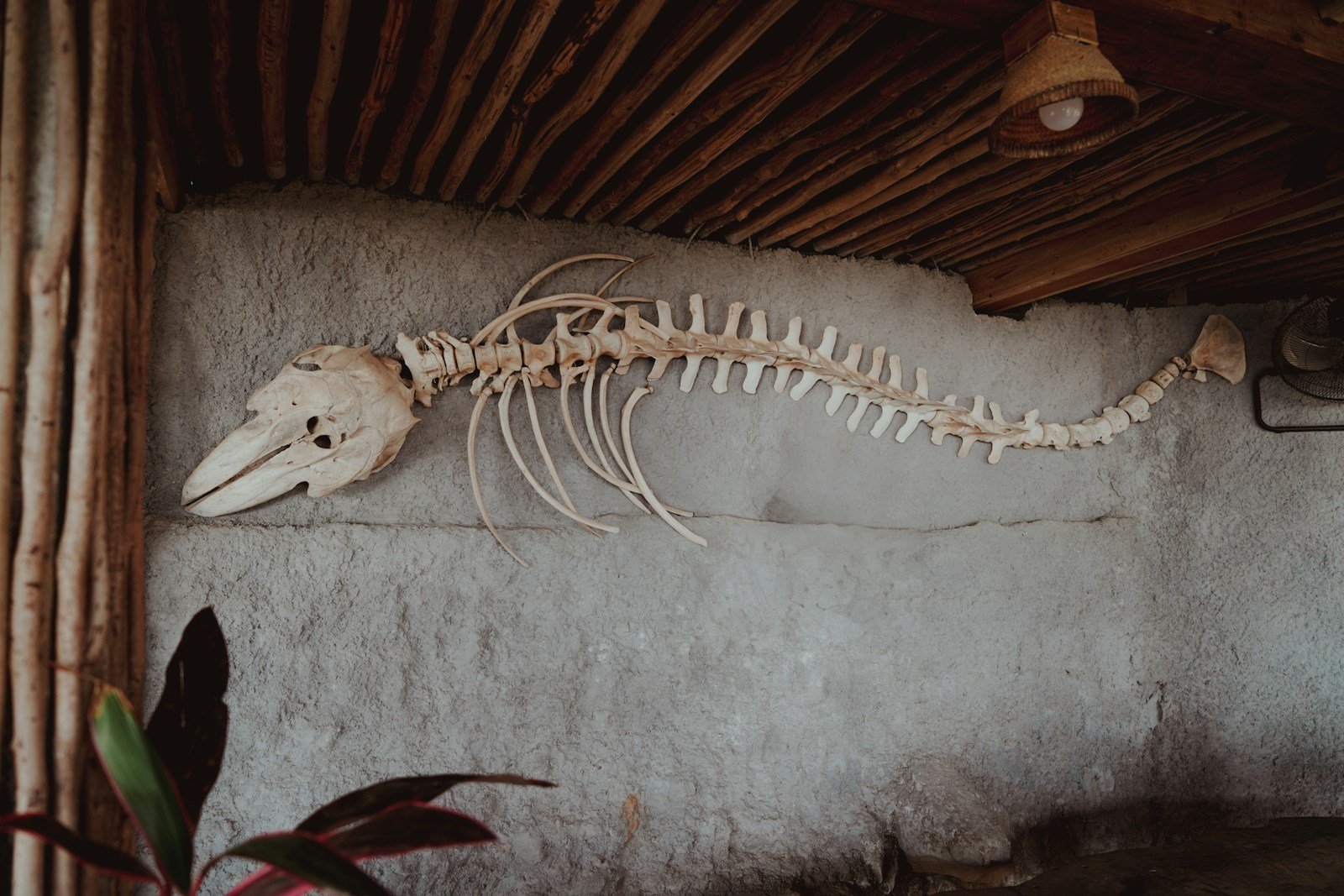 Madrid’s Fossil Ridge: Why Ancient Whale Bones Are Found Miles Inland